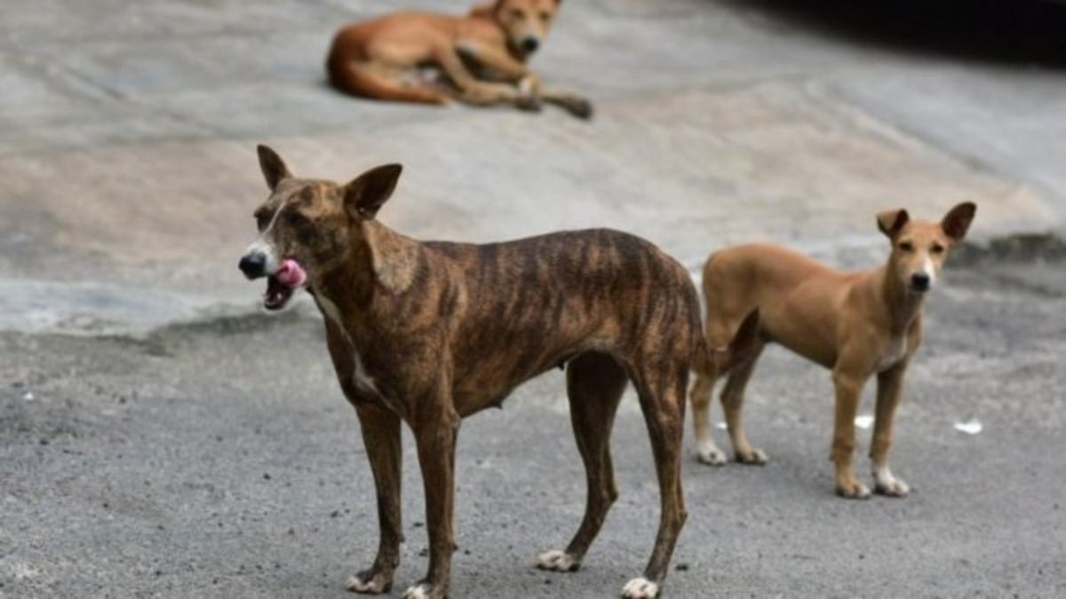 Stray dog attack: Human rights panel seeks reply from Bhopal civic chief
