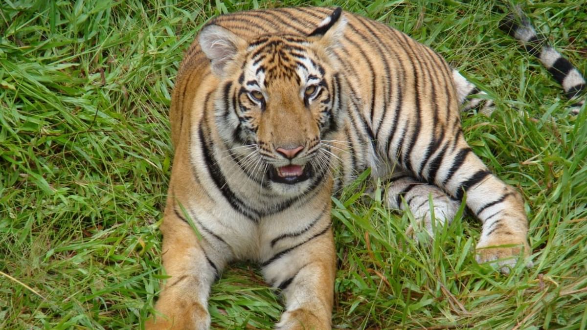 9-year-old tiger dies at Pilikula Biological Park