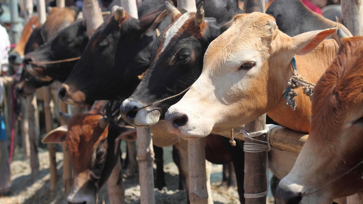 In Madhya Pradesh, 45 cows crammed in 2 trucks rescued; 3 persons held