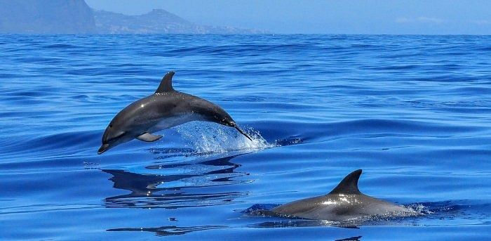 Uncovering mysteries of female dolphin sexual anatomy