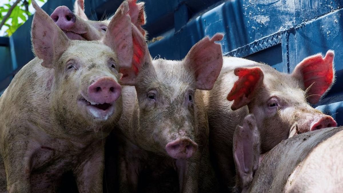 India to allow import of pork, pork products from US