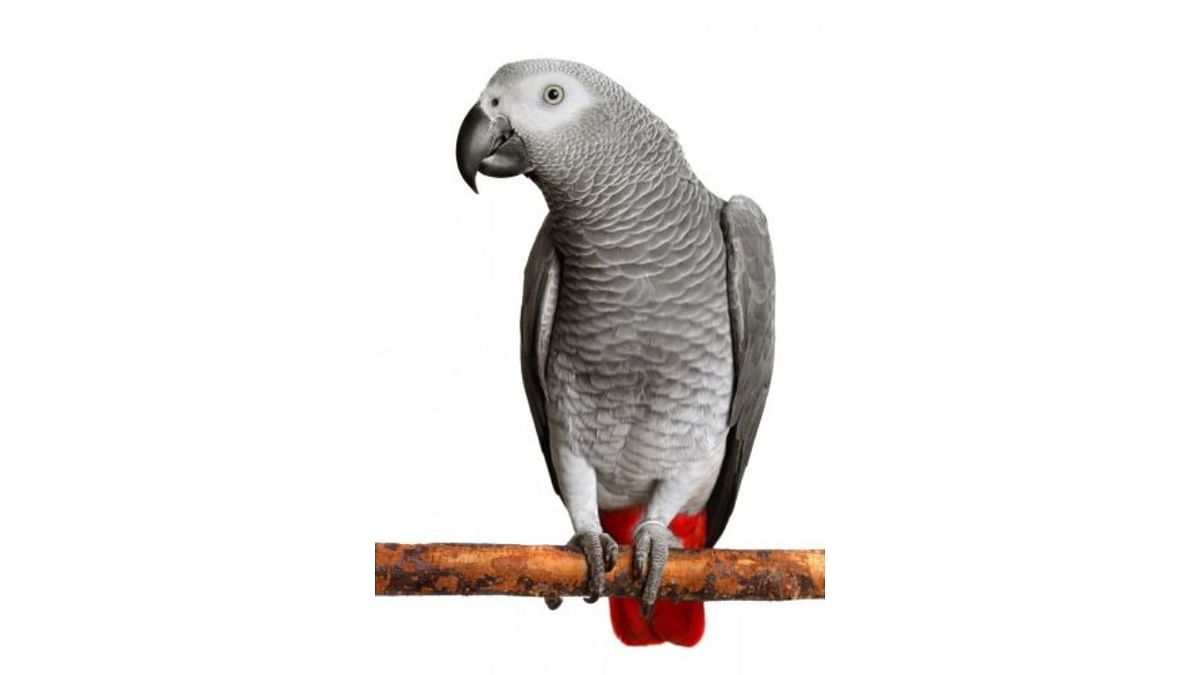 Whistles, the Parrot