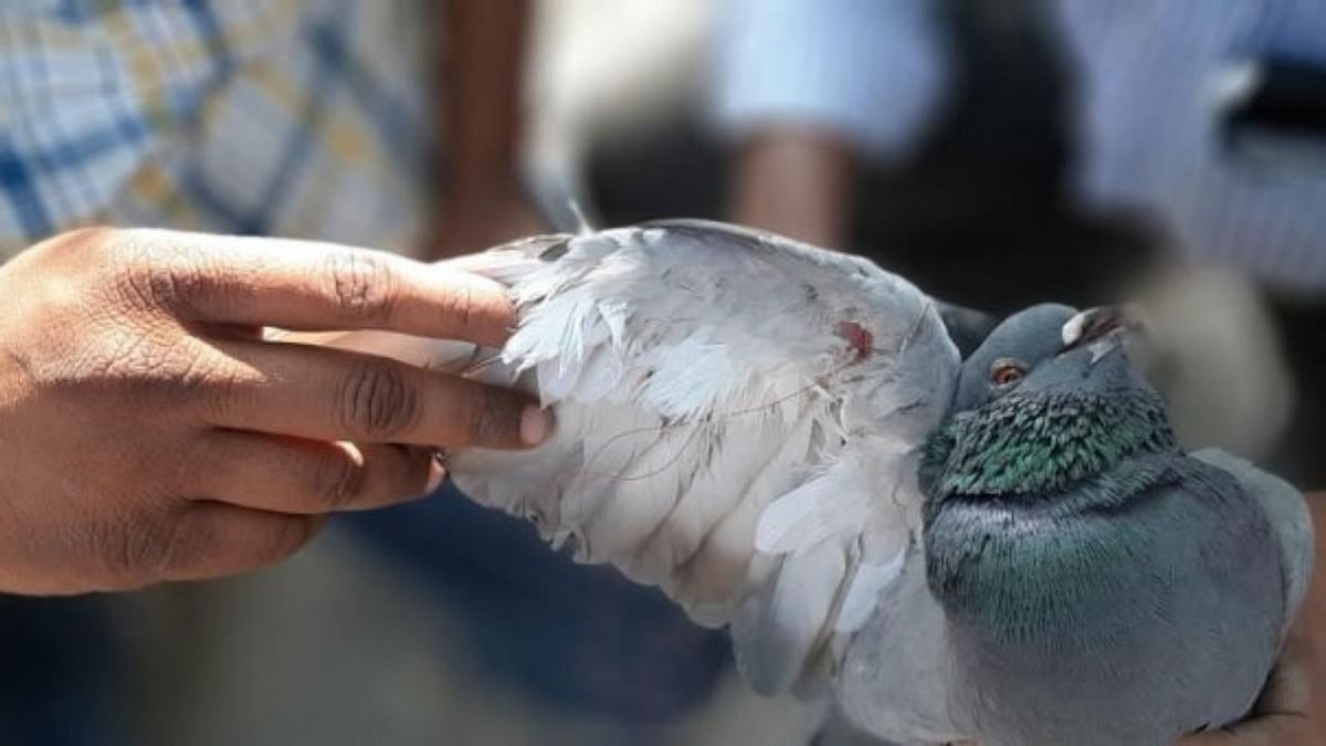 Lockdown pastime imperils birds: Manja wounded 633 avians last year in Bengaluru
