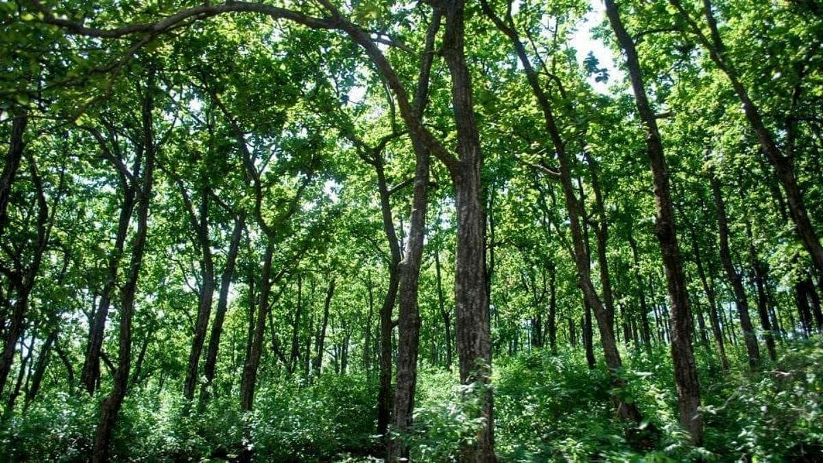 To boost carbon footprint, focus on dryzone afforestation