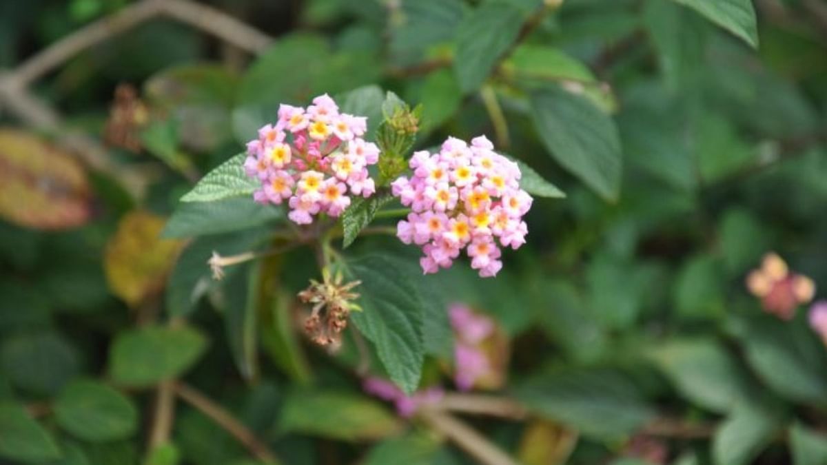 Lantana removal not one-time work
