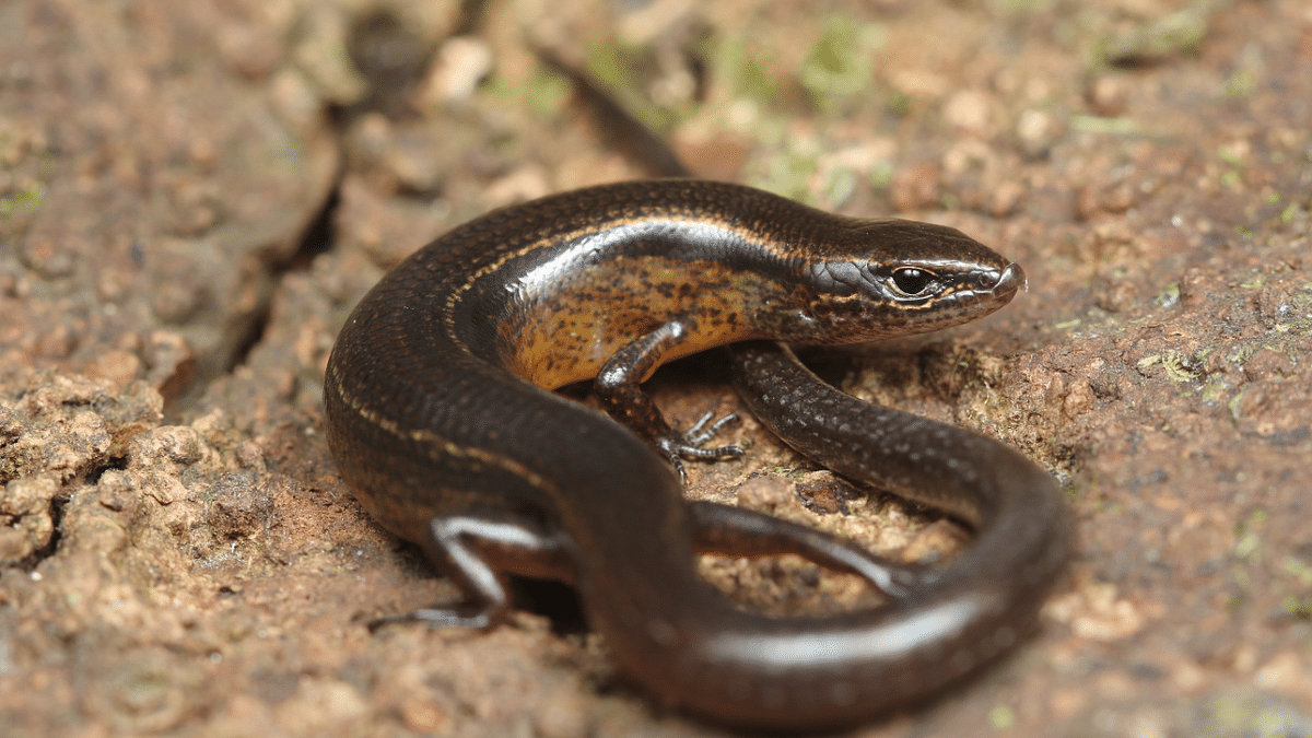 New lizard species discovered in Arunachal Pradesh