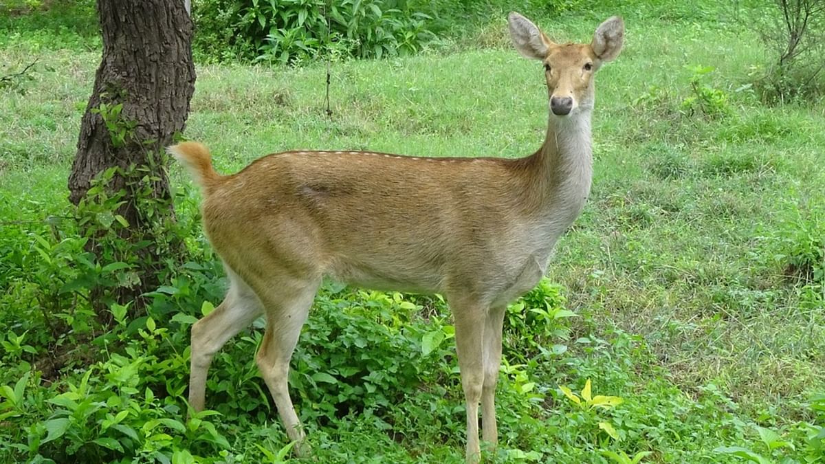 Eastern swamp deer population decreases in Kaziranga due to serious floods 