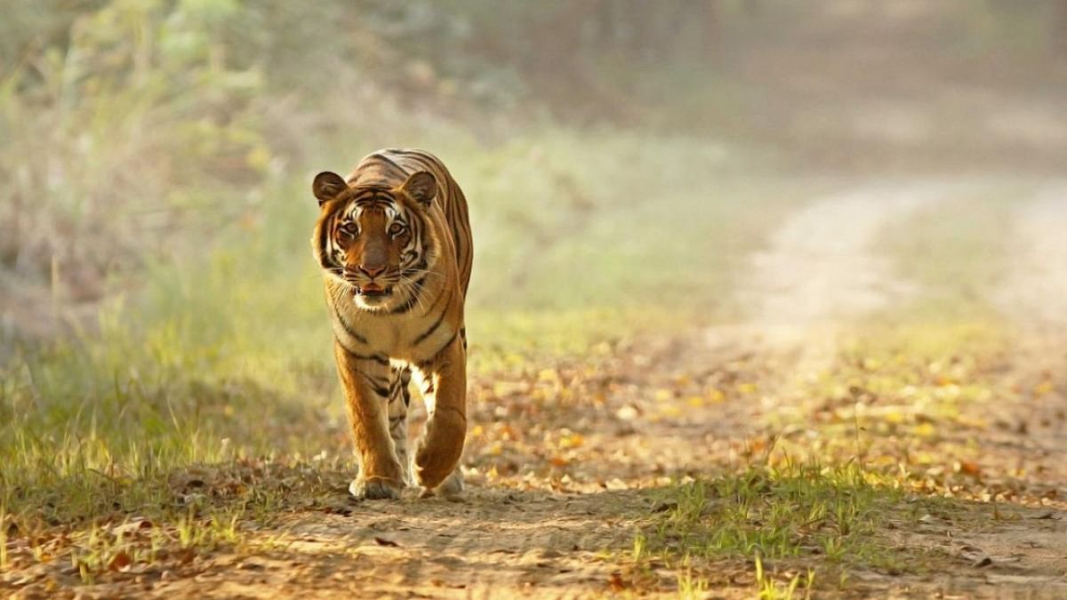 Sathyamangalam Tiger Reserve gets TX2 award