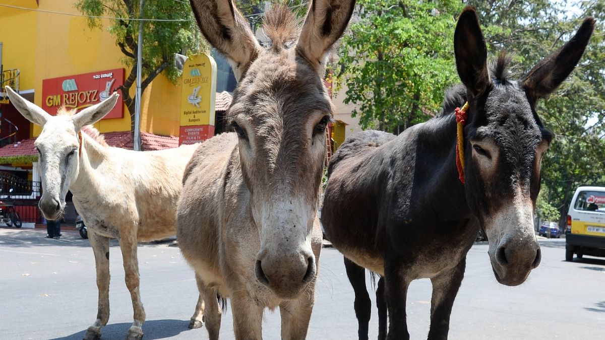 Donkey hide trade goes unabated in India: Brooke India