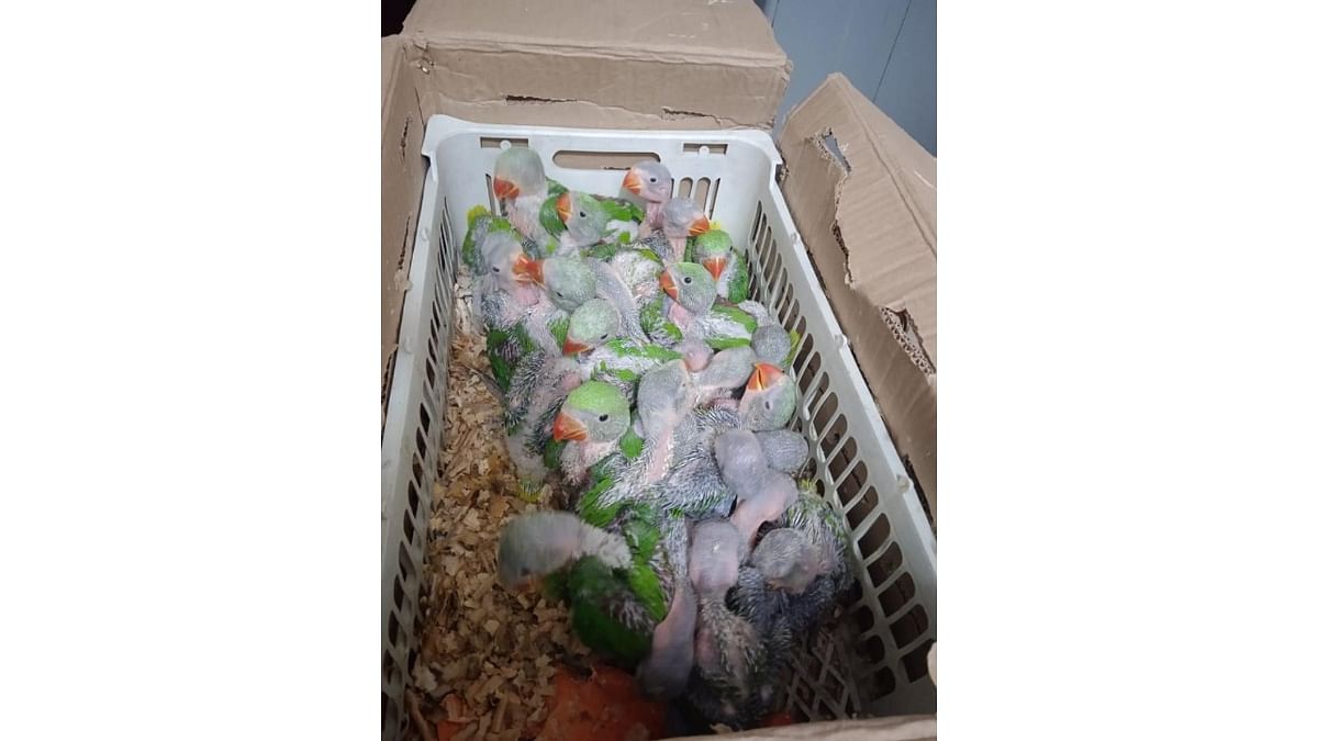 Interstate pet trade busted, one arrested for selling parakeet hatchlings    