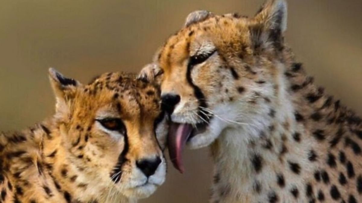 India to spend nearly Rs 40 crore to bring back cheetahs