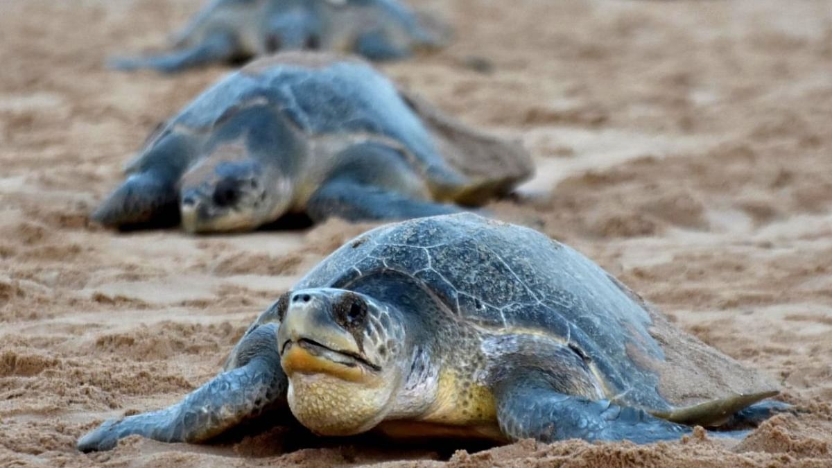 4 Olive Ridley carcasses in 15 days spook Honnavar officials
