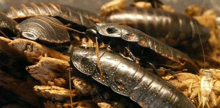 This Valentine's Day you can name a cockroach after your ex
