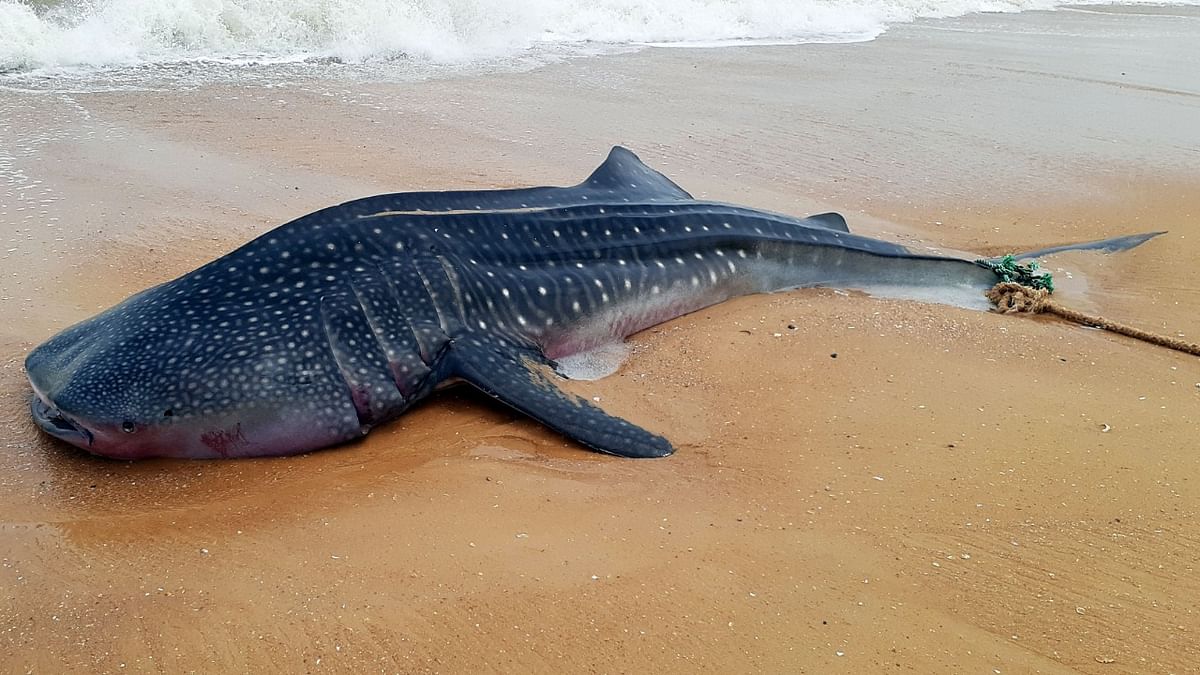Giant whale shark washes ashore on Thumba beach in Kerala, dies