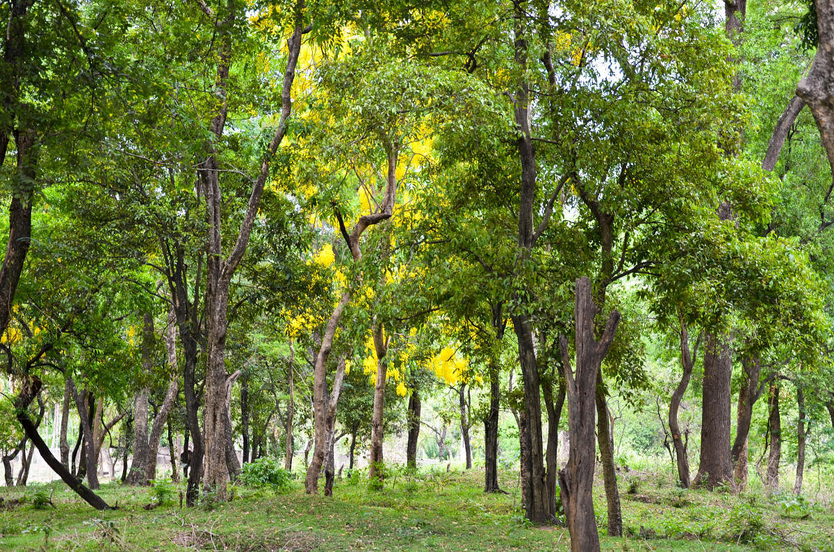 Tirupattur - Wikipedia