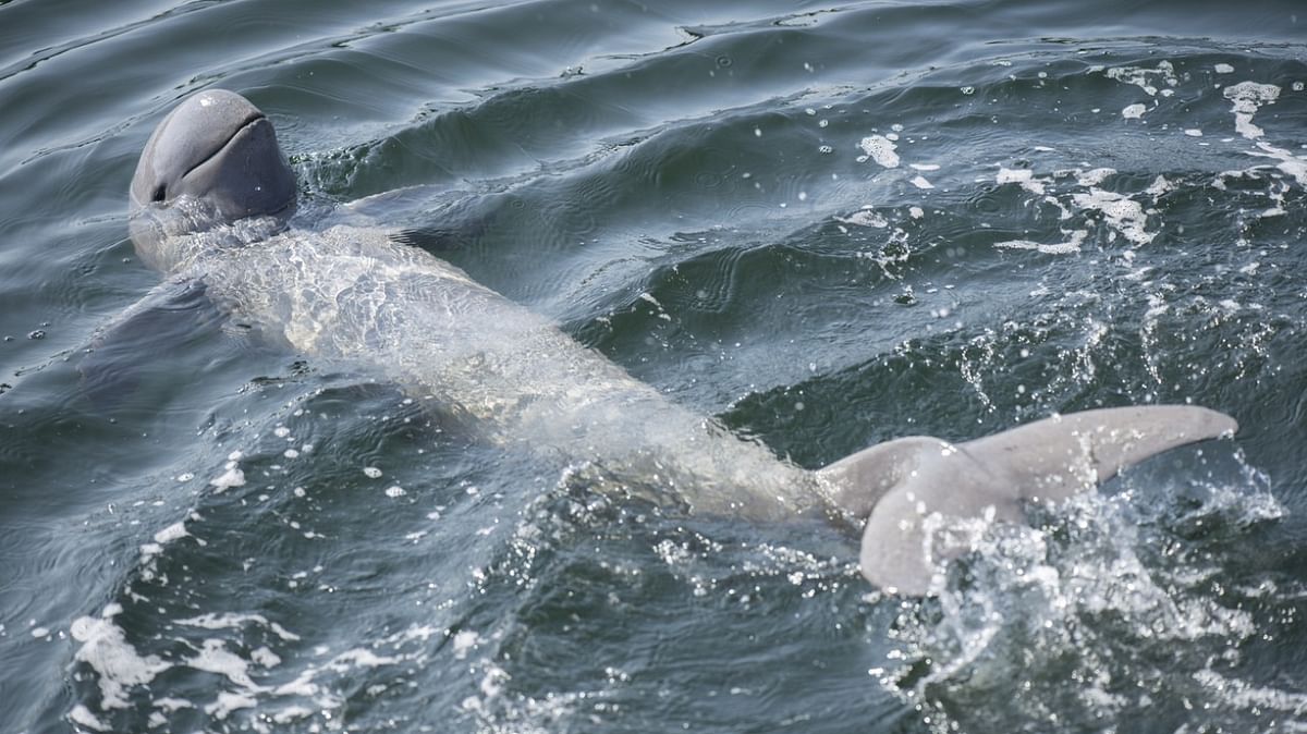 Last known freshwater dolphin in northeastern Cambodia dies