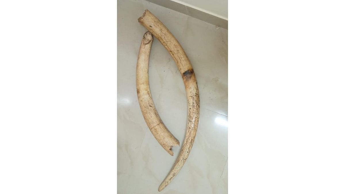 14.24 kg of elephant tusks seized from gang of six in Bommasandra