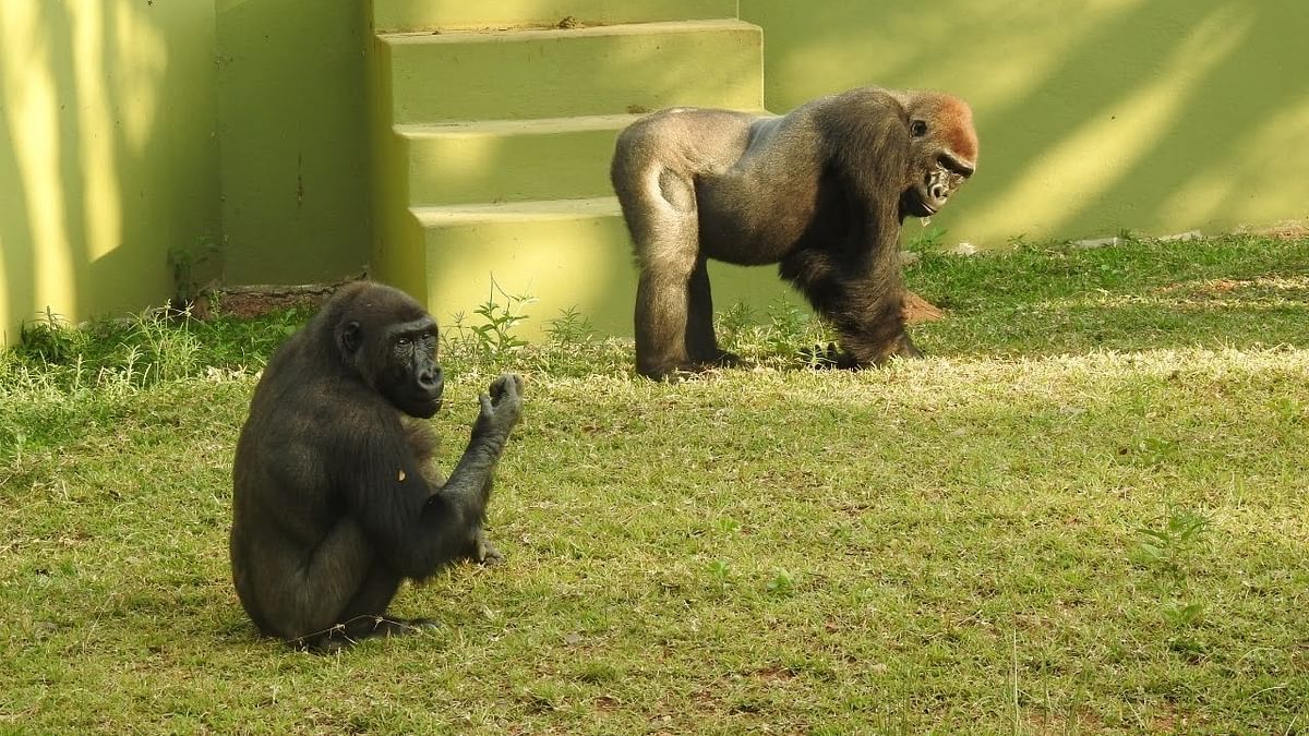Video of gorillas’ wrestling bout at Mysuru zoo goes viral