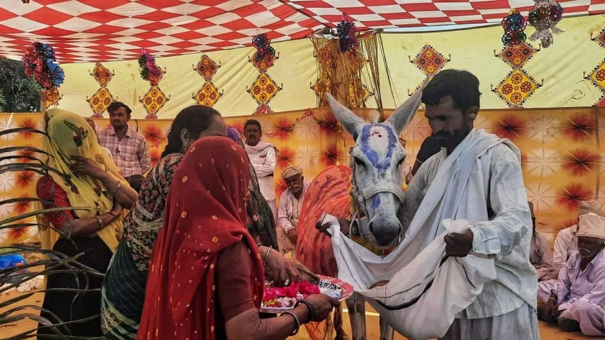Endangered 'Halari' donkey gets baby shower in Gujarat