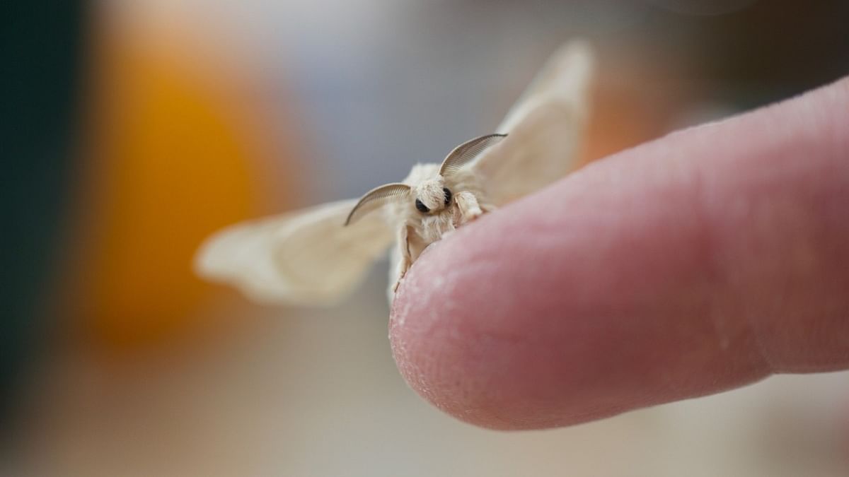 Rash-causing moth spreading due to global warming, scientists find