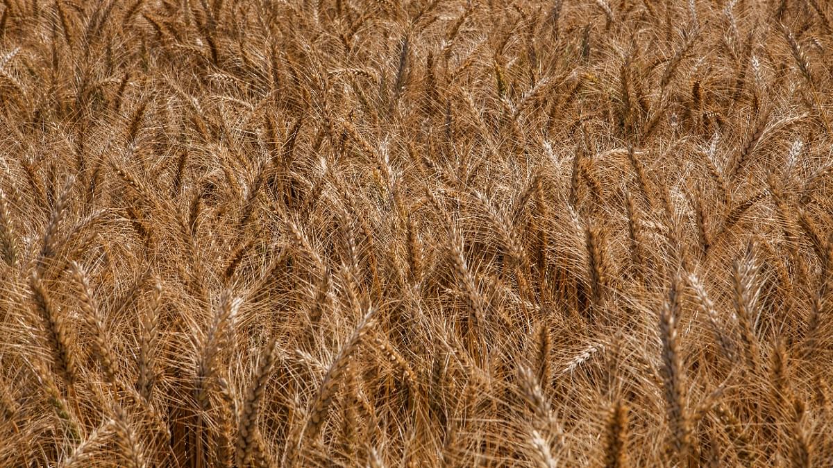 India's wheat exports set to surge amid Black Sea supply uncertainty