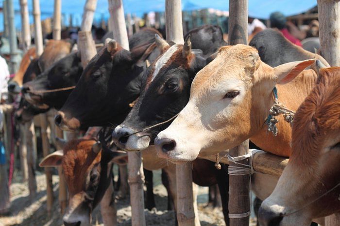 Chhattisgarh govt to buy cow urine from farmers