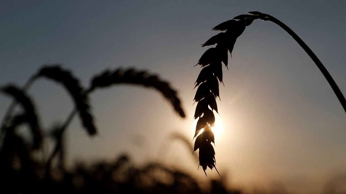 Wheat climbs to 14-year high as Russia's invasion of Ukraine hits supplies
