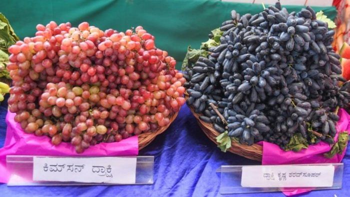 Horticulture: Grapes, honey get a boost, bumper for Haveri district