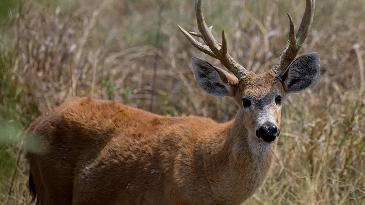 US scientists detect Omicron variant for first time in deer