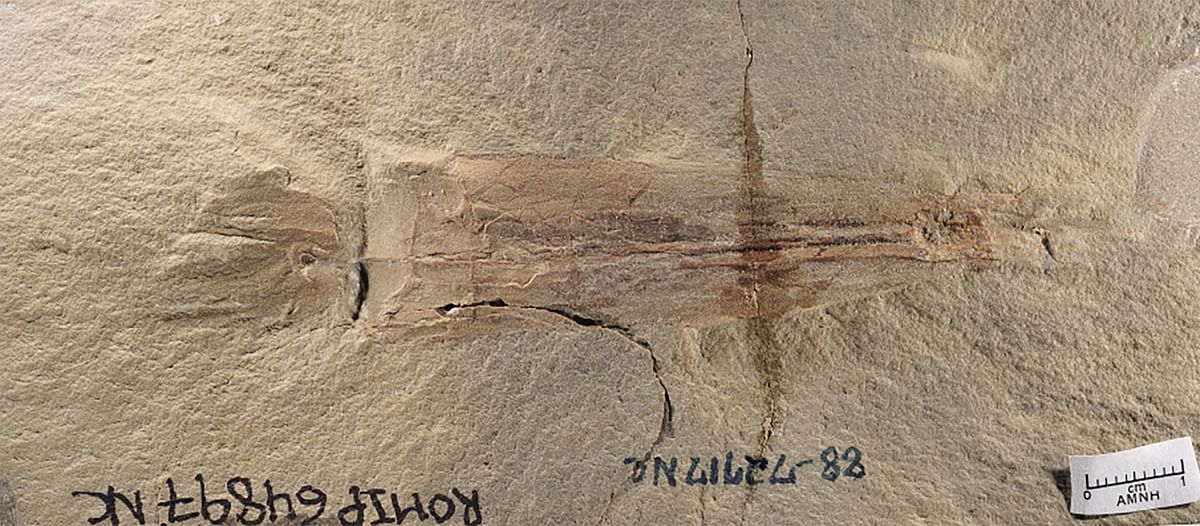 Meet the 10-armed, 325-mn-year-old octopus fossil named after Biden