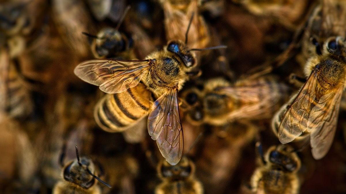 Honeybee attack at Freedom Park: Eight cops hurt, one in ICU