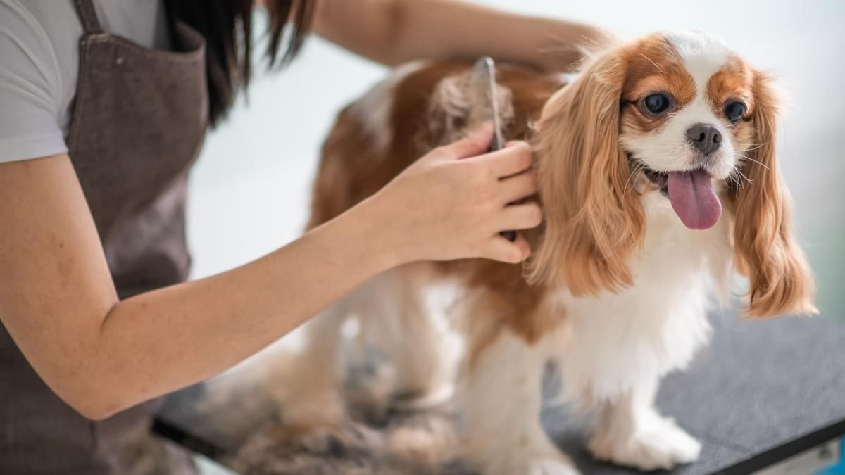 It's all 'paw-sitive' for pet care