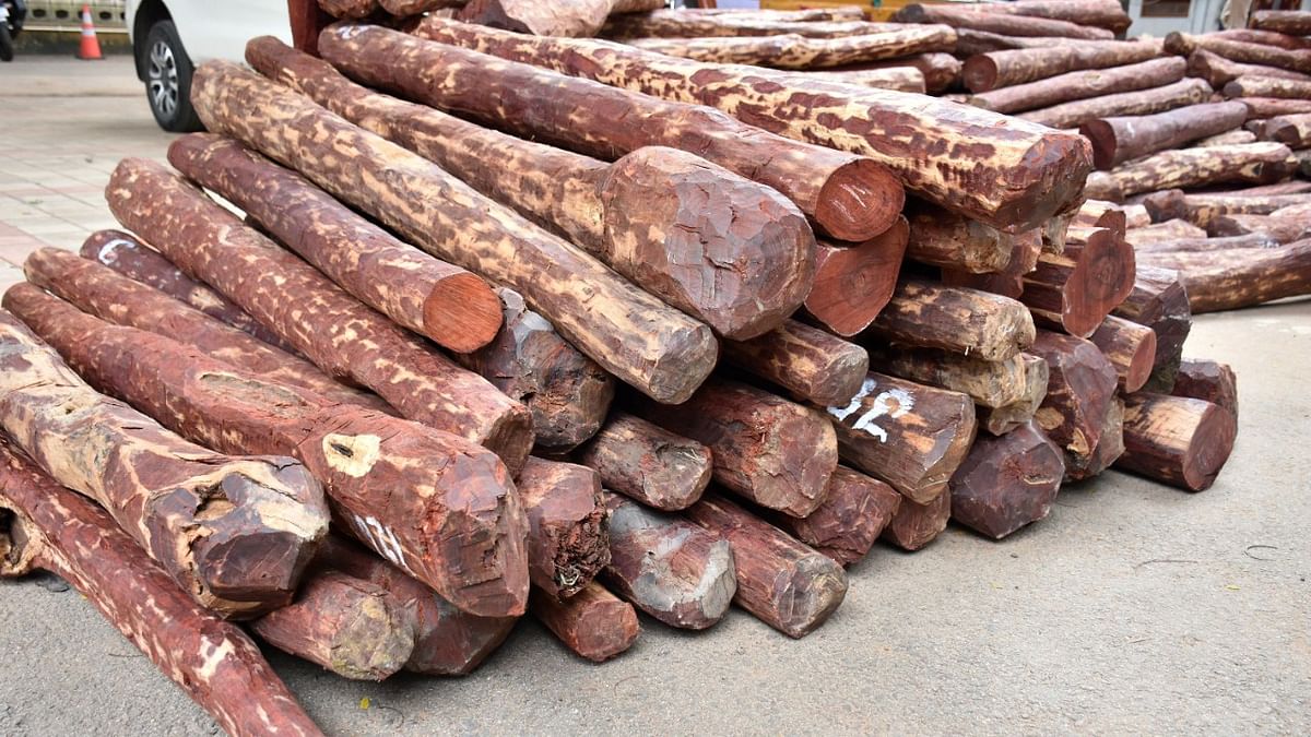 DRI seizes 11.7 tonnes of red sanders from Mundra port