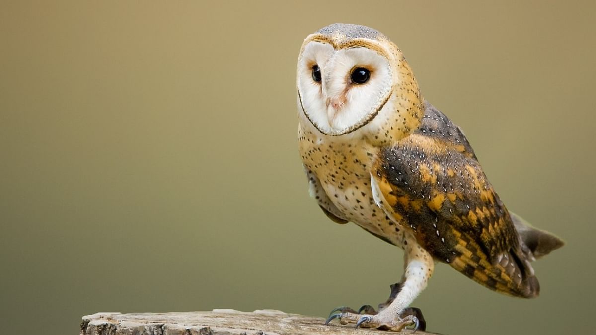 Identification tools launched to protect owls