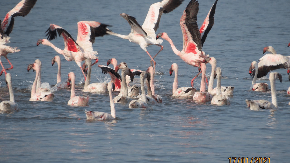 Mumbai’s flamingos stamped!