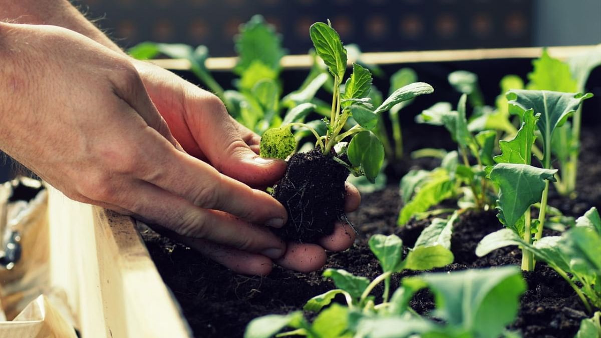 Urban farmers rediscover joys of growing food