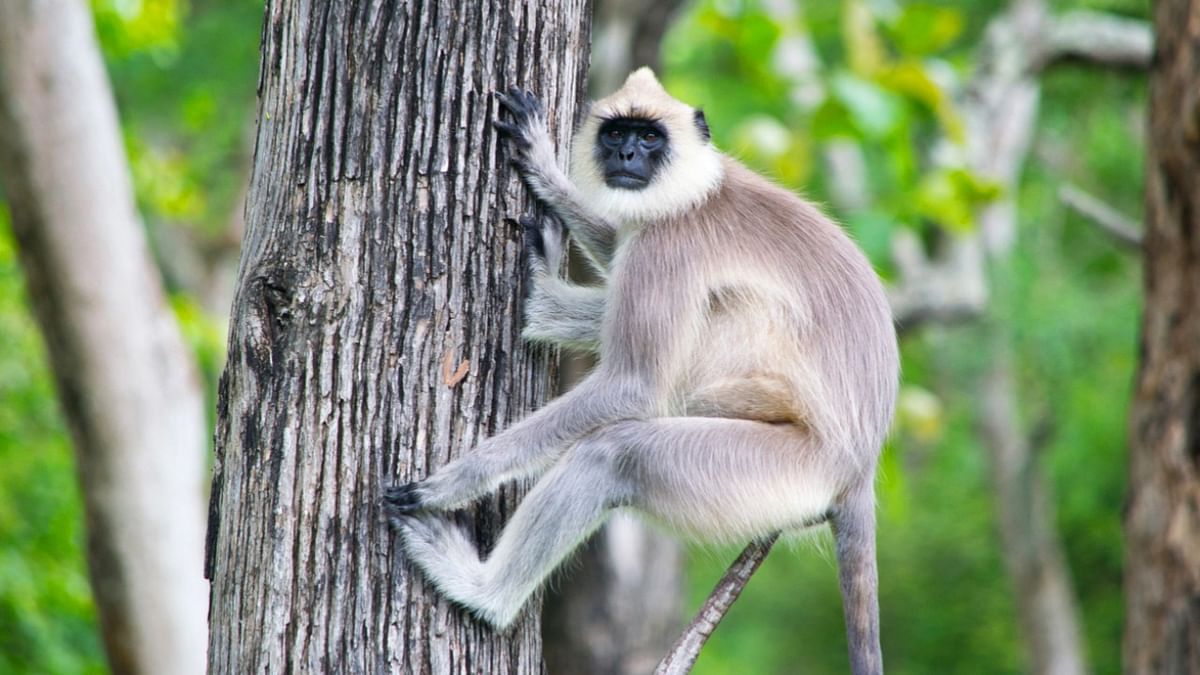 Officials at UP's Kanpur railway station resort to langur posters to drive away monkeys