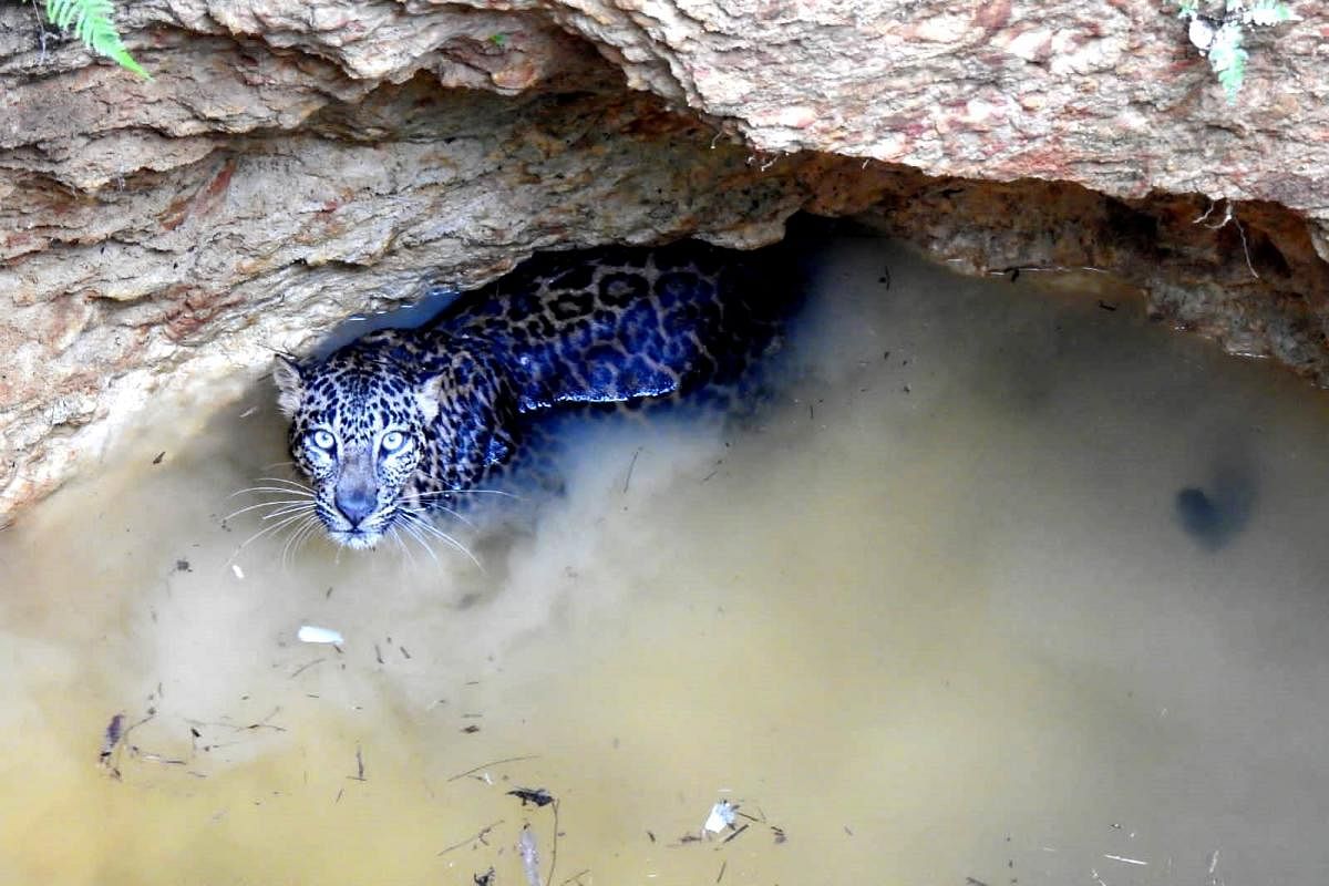 Leopard falls into well, rescued