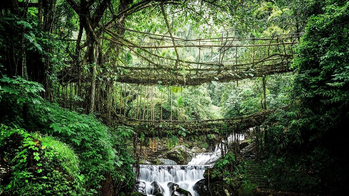The Living Root bridge of Meghalaya in UNESCO's tentative list for World Heritage Site