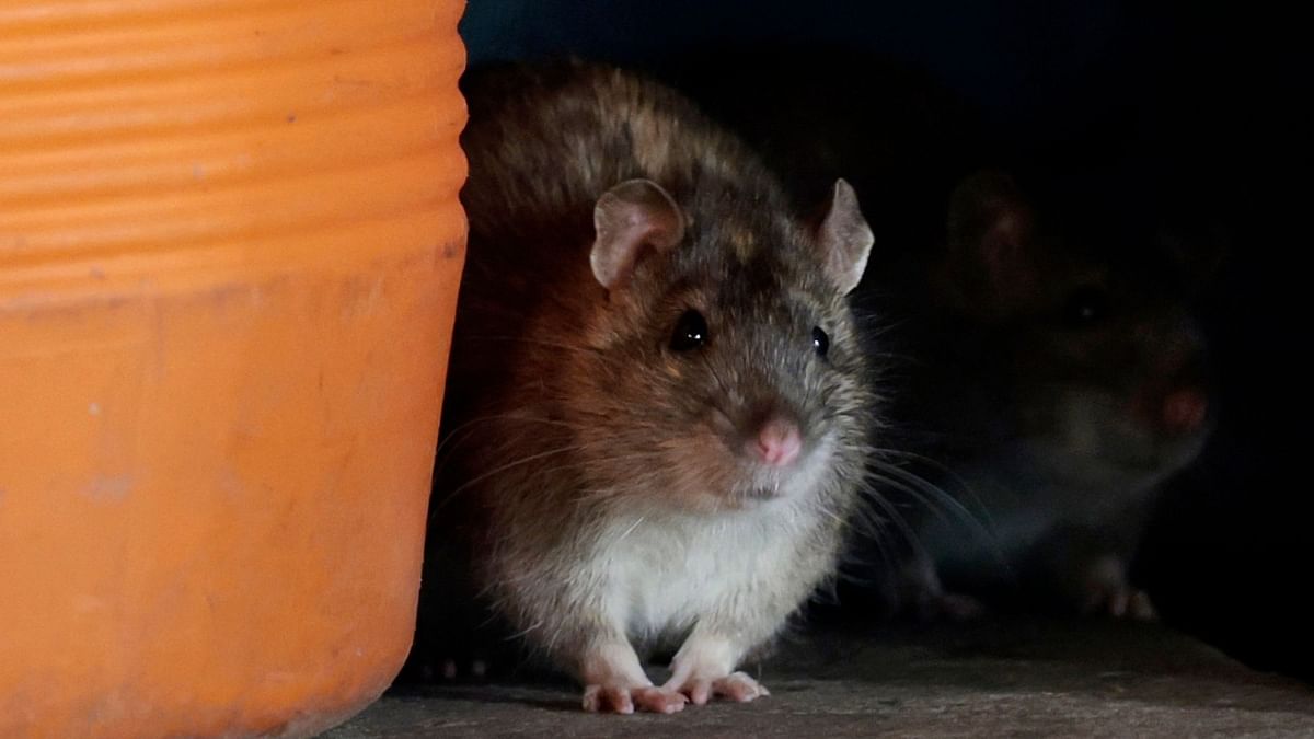 Rats bite patient in Telangana's government hospital