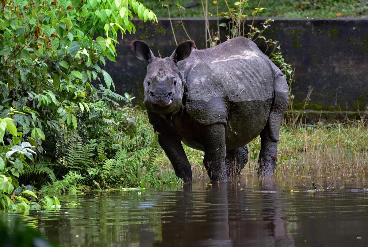 A win for efforts to save rhinos