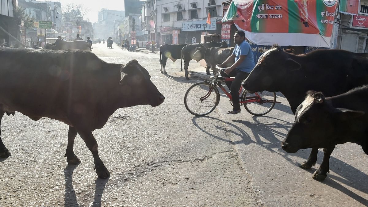 Gujarat Assembly passes bill to tackle stray cattle menace in urban areas