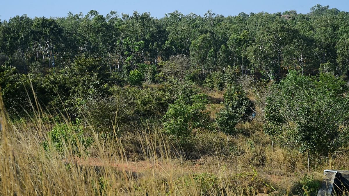 Forest in Bengaluru's Turahalli successfully contained