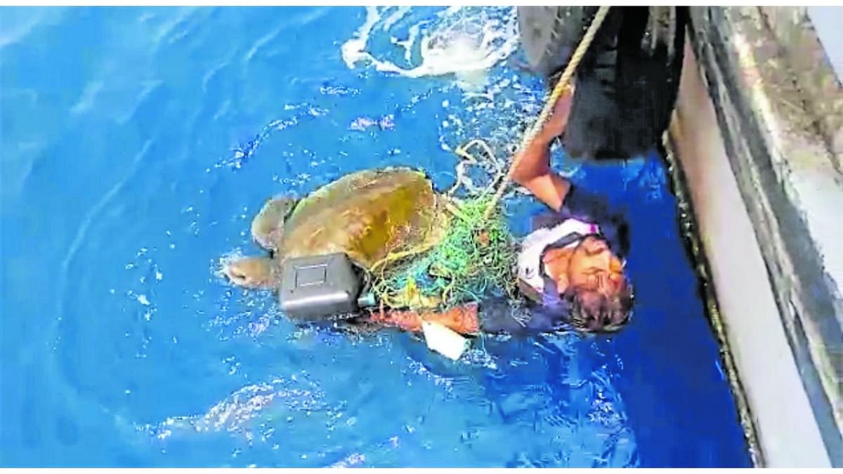 Ghost nets, the scourge of Olive Ridley turtles