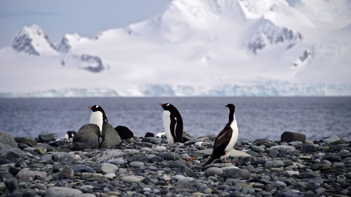 Want to count penguins? This Antarctic base is hiring