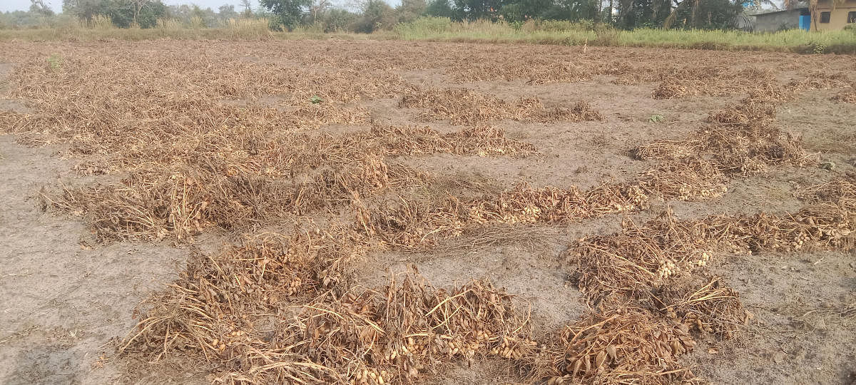 Untimely rain affects groundnut crop