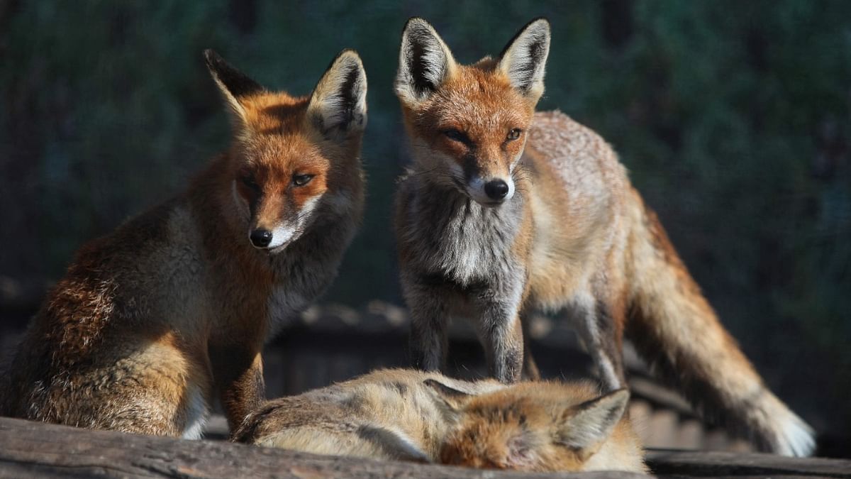 All seven foxes die as canine virus outbreak hits Ranchi zoo