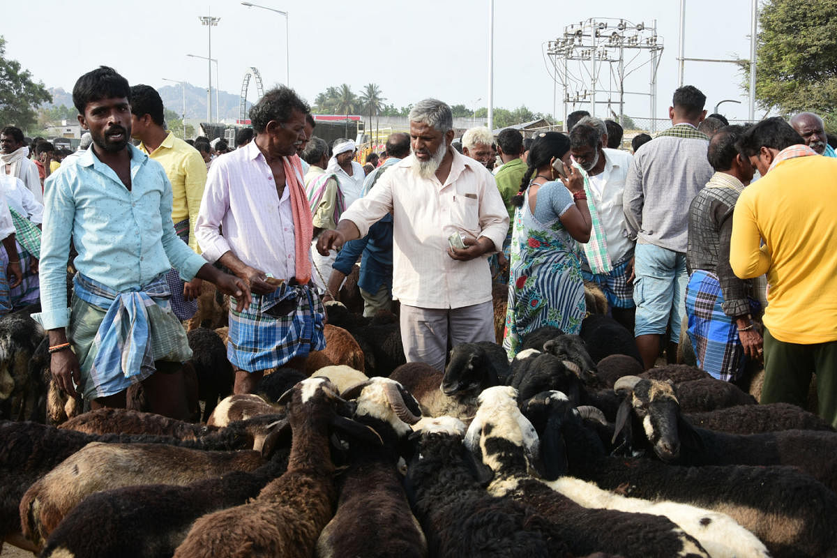 Traders say sheep sales hit by halal row