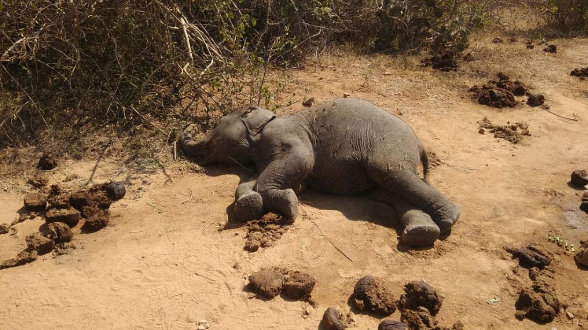 Elephant calf found dead in Ooty