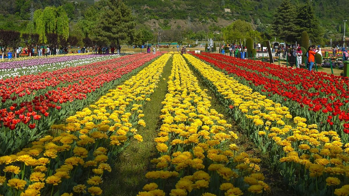 Srinagar’s Tulip Garden to shut ahead of time due to high temperature